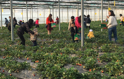 相约采摘草莓，尽享田园乐趣